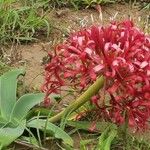 Ammocharis tinneana Λουλούδι