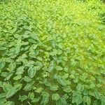 Colocasia fallax Leaf