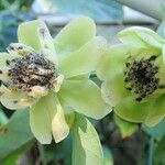Austrobaileya scandens Kvet