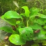 Anubias barteri Blatt
