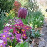 Fritillaria meleagris Flower