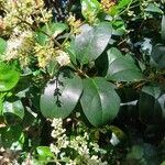 Ligustrum japonicum 葉