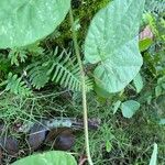 Passiflora rubra چھال