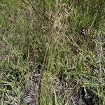 Fimbristylis dichotoma Habitat