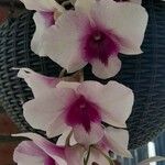 Dendrobium nobile फूल