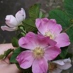 Rosa caninaКвітка