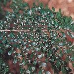 Azara microphylla Hoja