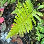 Arthropteris orientalis Leaf