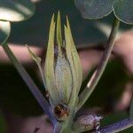 Rhododendron orbiculare Ďalší