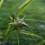 Carex grayi Fruto