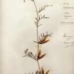 Vicia peregrina Fruto