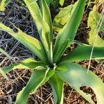 Chlorophytum zavattarii Lehti