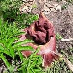 Amorphophallus paeoniifoliusΛουλούδι