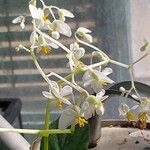 Begonia convolvulacea Λουλούδι