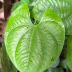 Dioscorea alata Leaf