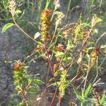 Acalypha phleoides Агульны выгляд