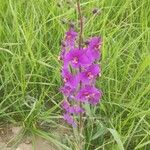 Verbascum phoeniceum花