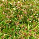 Juncus bulbosus Květ