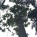 Dipterocarpus verrucosus
