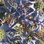 Eryngium maritimum Кора