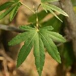 Dombeya acutangula Leaf