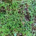 Selaginella helvetica ശീലം