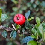 Cotoneaster microphyllus Gyümölcs