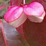 Euonymus carnosus Fruit