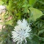 Centaurea cheiranthifolia Blodyn