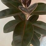 Ficus elasticaList