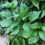 Alkekengi officinarum Leaf