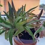Aloe maculata Blomst