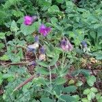 Lathyrus linifolius Flor