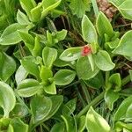 Aptenia cordifolia Habit