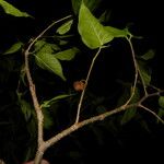 Morus celtidifolia Frucht