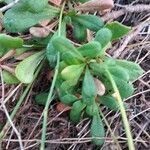 Limonium bellidifolium List