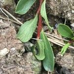 Salix retusa Habitus