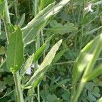 Oenothera gaura Leaf