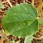 Hibiscus lunariifolius Folha