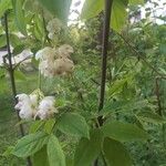 Staphylea pinnata Кветка