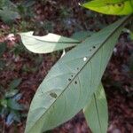 Timonius flavescens Leaf