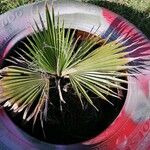 Washingtonia robustaHoja