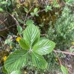 Sorbus chamaemespilus Folio