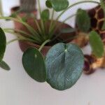 Pilea peperomioidesFolha