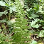 Microlepia speluncae Leaf