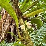 Polystachya cultriformis Цвят