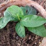 Plumbago indica 葉