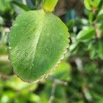 Kalanchoe densiflora Leaf