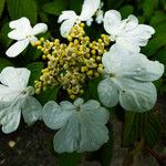 Viburnum plicatum Blomst