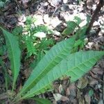 Anacardium spruceanum Leaf